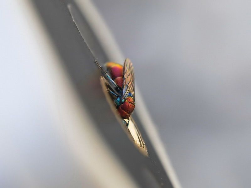 Chrysididae: Chrysura gruppo dichroa